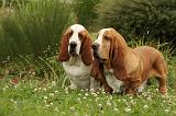 BASSET HOUND 068